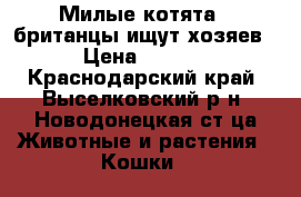 Милые котята - британцы ищут хозяев! › Цена ­ 1 500 - Краснодарский край, Выселковский р-н, Новодонецкая ст-ца Животные и растения » Кошки   